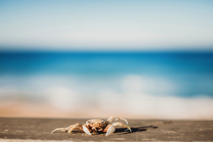 Photo of a crab on a sandy beach